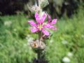 Lythrum salicaria